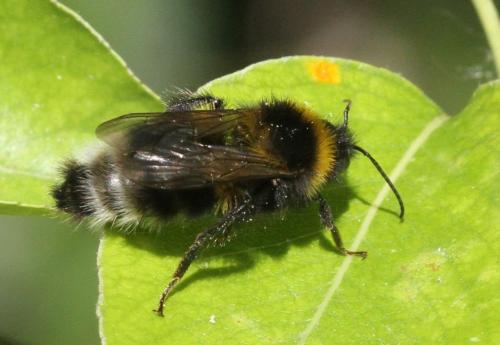 Bombus hortorum